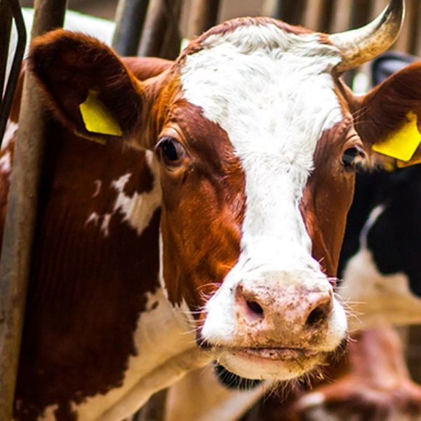 Picture of عجل بقري (صافي)   (اسأل عن سعر اليوم )