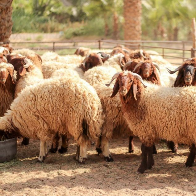 Picture of خروف برقي(اسأل عن سعر اليوم )